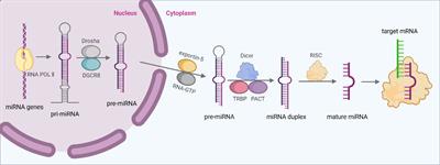 Role and regulatory mechanism of microRNA mediated neuroinflammation in neuronal system diseases